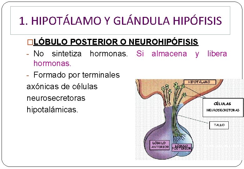 1. HIPOTÁLAMO Y GLÁNDULA HIPÓFISIS �LÓBULO POSTERIOR O NEUROHIPÓFISIS - No sintetiza hormonas. - 1. HIPOTÁLAMO Y GLÁNDULA HIPÓFISIS �LÓBULO POSTERIOR O NEUROHIPÓFISIS - No sintetiza hormonas. -