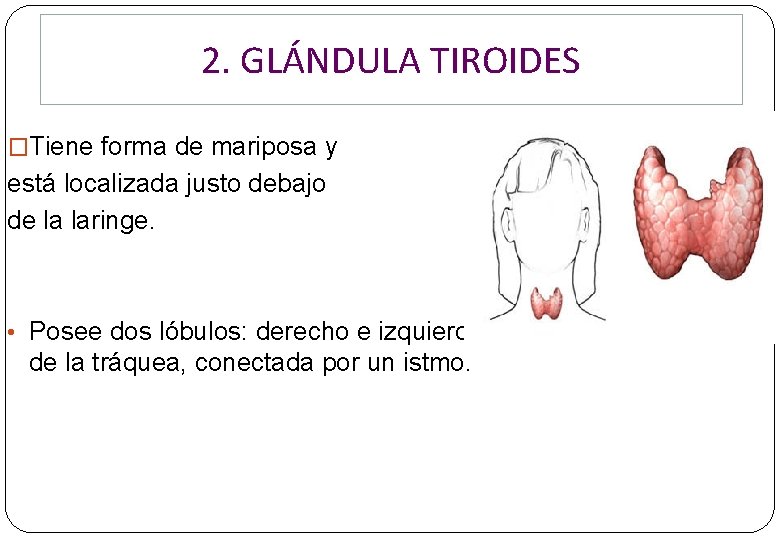 2. GLÁNDULA TIROIDES �Tiene forma de mariposa y está localizada justo debajo de la 2. GLÁNDULA TIROIDES �Tiene forma de mariposa y está localizada justo debajo de la