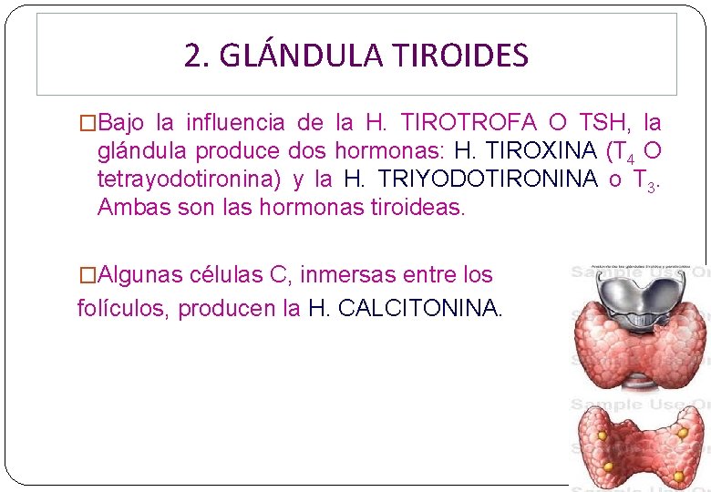 2. GLÁNDULA TIROIDES �Bajo la influencia de la H. TIROTROFA O TSH, la glándula 2. GLÁNDULA TIROIDES �Bajo la influencia de la H. TIROTROFA O TSH, la glándula