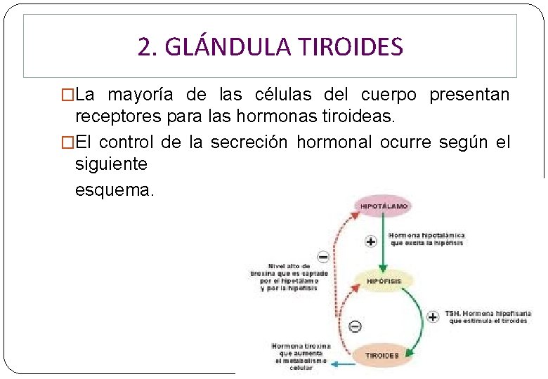 2. GLÁNDULA TIROIDES �La mayoría de las células del cuerpo presentan receptores para las 2. GLÁNDULA TIROIDES �La mayoría de las células del cuerpo presentan receptores para las