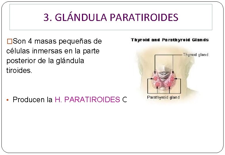 3. GLÁNDULA PARATIROIDES �Son 4 masas pequeñas de células inmersas en la parte posterior 3. GLÁNDULA PARATIROIDES �Son 4 masas pequeñas de células inmersas en la parte posterior