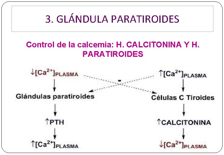 3. GLÁNDULA PARATIROIDES Control de la calcemia: H. CALCITONINA Y H. PARATIROIDES 3. GLÁNDULA PARATIROIDES Control de la calcemia: H. CALCITONINA Y H. PARATIROIDES