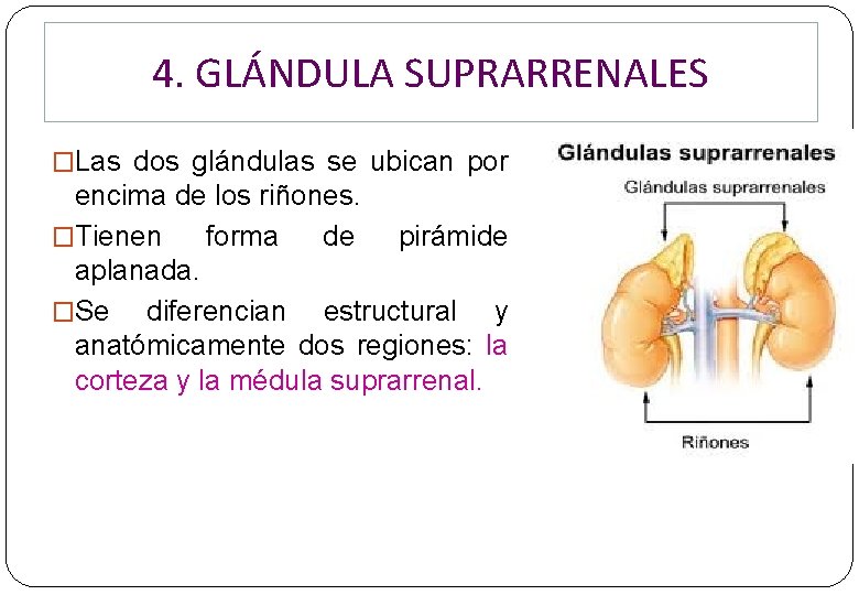 4. GLÁNDULA SUPRARRENALES �Las dos glándulas se ubican por encima de los riñones. �Tienen 4. GLÁNDULA SUPRARRENALES �Las dos glándulas se ubican por encima de los riñones. �Tienen
