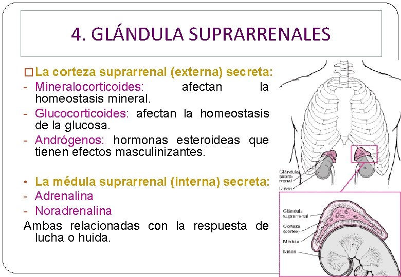 4. GLÁNDULA SUPRARRENALES � La corteza suprarrenal (externa) secreta: - Mineralocorticoides: afectan la homeostasis 4. GLÁNDULA SUPRARRENALES � La corteza suprarrenal (externa) secreta: - Mineralocorticoides: afectan la homeostasis