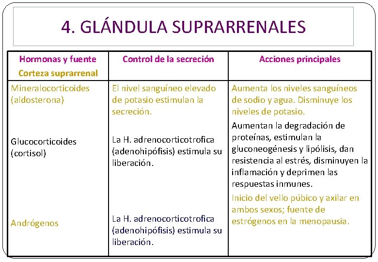 4. GLÁNDULA SUPRARRENALES Hormonas y fuente Corteza suprarrenal Mineralocorticoides (aldosterona) Glucocorticoides (cortisol) Andrógenos Control 4. GLÁNDULA SUPRARRENALES Hormonas y fuente Corteza suprarrenal Mineralocorticoides (aldosterona) Glucocorticoides (cortisol) Andrógenos Control