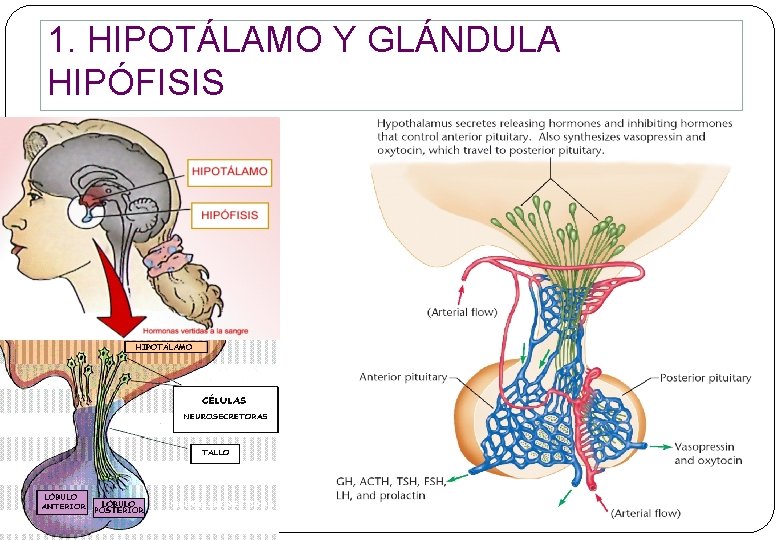 1. HIPOTÁLAMO Y GLÁNDULA HIPÓFISIS 1. HIPOTÁLAMO Y GLÁNDULA HIPÓFISIS