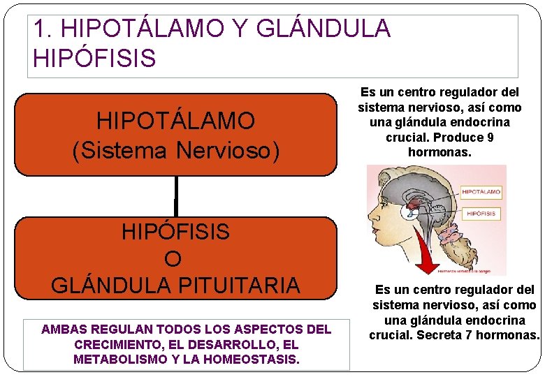 1. HIPOTÁLAMO Y GLÁNDULA HIPÓFISIS HIPOTÁLAMO (Sistema Nervioso) HIPÓFISIS O GLÁNDULA PITUITARIA AMBAS REGULAN 1. HIPOTÁLAMO Y GLÁNDULA HIPÓFISIS HIPOTÁLAMO (Sistema Nervioso) HIPÓFISIS O GLÁNDULA PITUITARIA AMBAS REGULAN