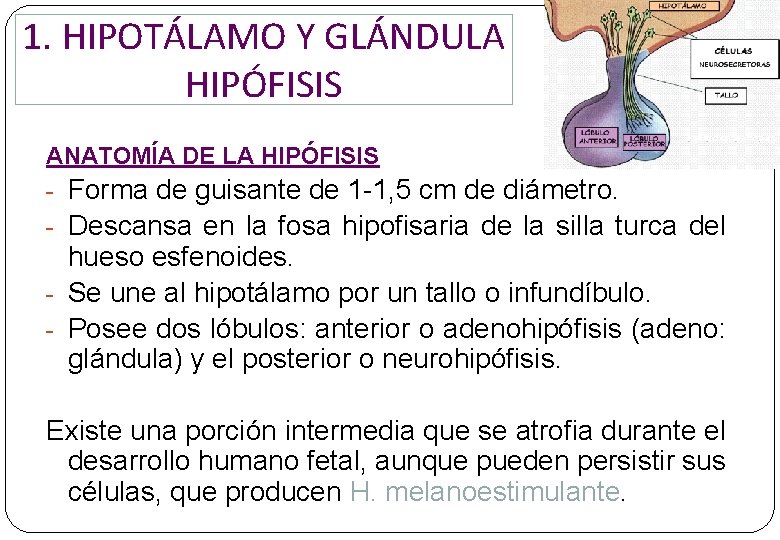 1. HIPOTÁLAMO Y GLÁNDULA HIPÓFISIS ANATOMÍA DE LA HIPÓFISIS - Forma de guisante de 1. HIPOTÁLAMO Y GLÁNDULA HIPÓFISIS ANATOMÍA DE LA HIPÓFISIS - Forma de guisante de