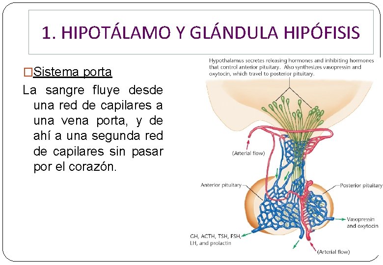 1. HIPOTÁLAMO Y GLÁNDULA HIPÓFISIS �Sistema porta La sangre fluye desde una red de 1. HIPOTÁLAMO Y GLÁNDULA HIPÓFISIS �Sistema porta La sangre fluye desde una red de