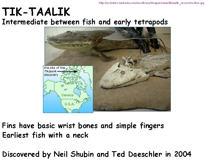 TIK-TAALIK http: //evolution. berkeley. edu/evolibrary/images/news/tiktaalik_reconstruction. jpg Intermediate between fish and early tetrapods Fins have