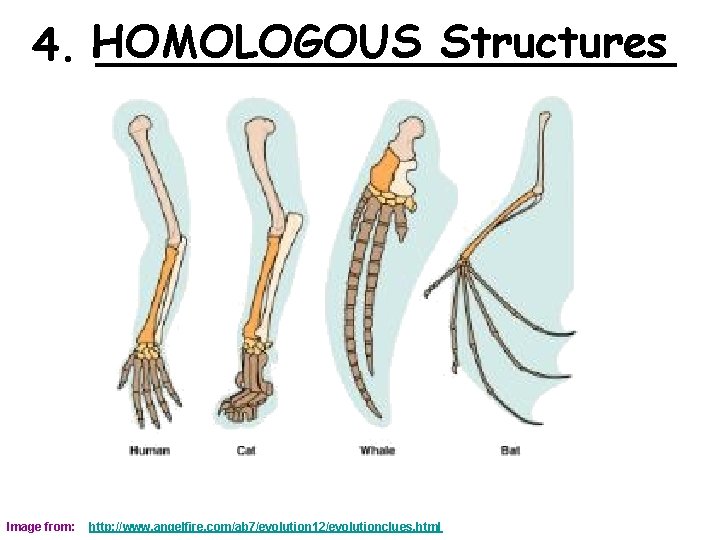 Structures 4. HOMOLOGOUS ___________ Image from: http: //www. angelfire. com/ab 7/evolution 12/evolutionclues. html 