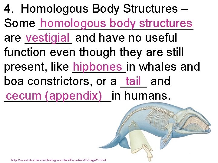 4. Homologous Body Structures – homologous body structures Some ____________ vestigial and have no