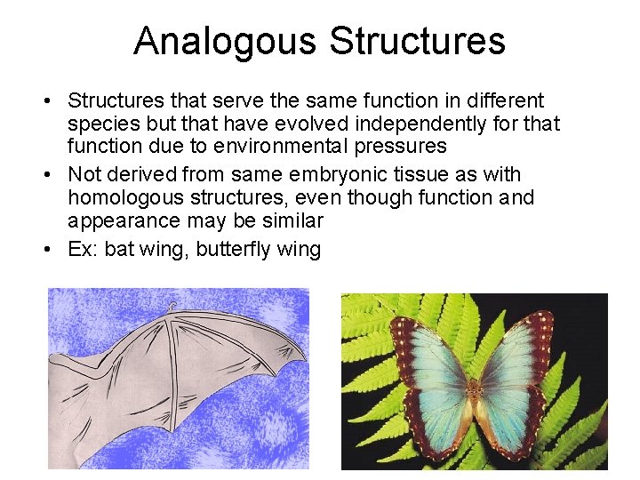 Analogous Structures • Structures that serve the same function in different species but that