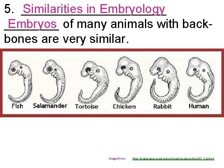 5. ___________ Similarities in Embryology Embryos of many animals with back____ bones are very