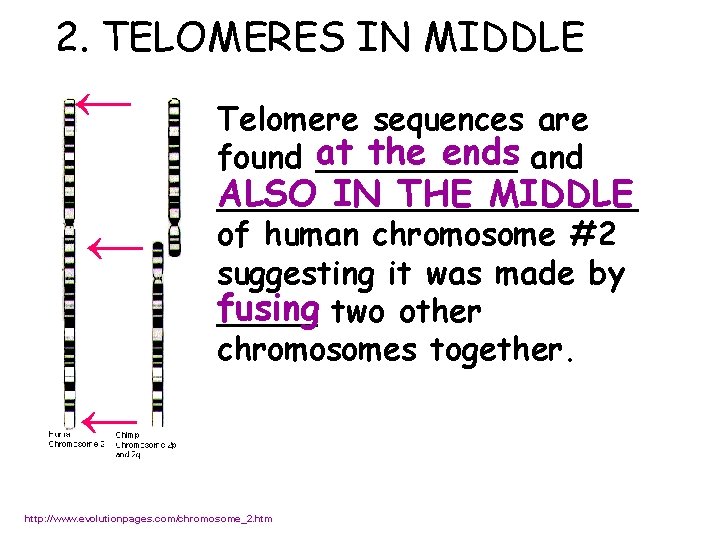 2. TELOMERES IN MIDDLE Telomere sequences are the ends and found at _____ ALSO