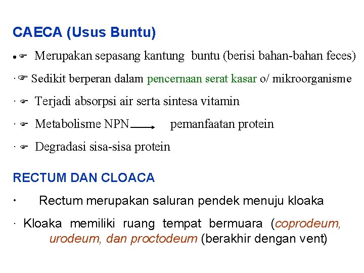 CAECA (Usus Buntu) · Merupakan sepasang kantung buntu (berisi bahan-bahan feces) · Sedikit berperan