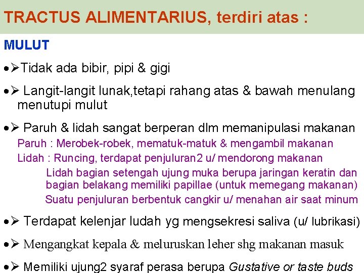 TRACTUS ALIMENTARIUS, terdiri atas : MULUT · Tidak ada bibir, pipi & gigi ·