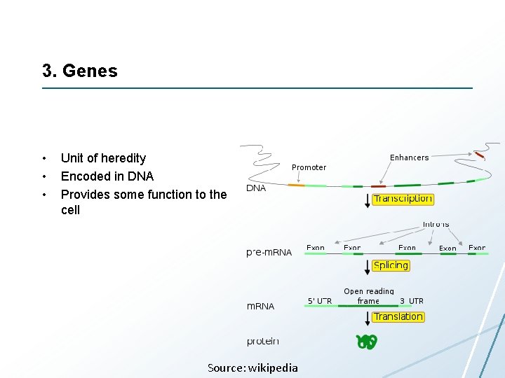 3. Genes • • • Unit of heredity Encoded in DNA Provides some function 3. Genes • • • Unit of heredity Encoded in DNA Provides some function