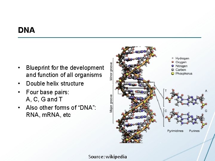 DNA • Blueprint for the development and function of all organisms • Double helix DNA • Blueprint for the development and function of all organisms • Double helix