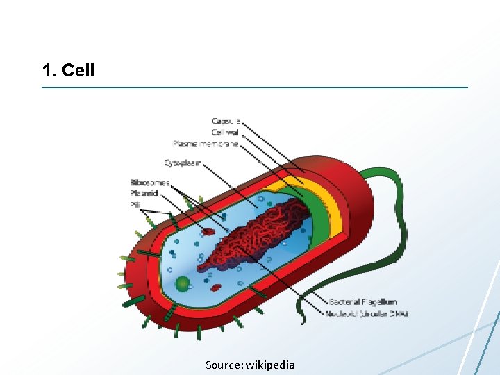 1. Cell Source: wikipedia 1. Cell Source: wikipedia
