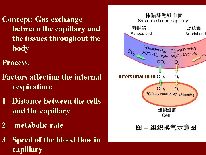 Concept: Gas exchange between the capillary and the tissues throughout the body Process: Factors