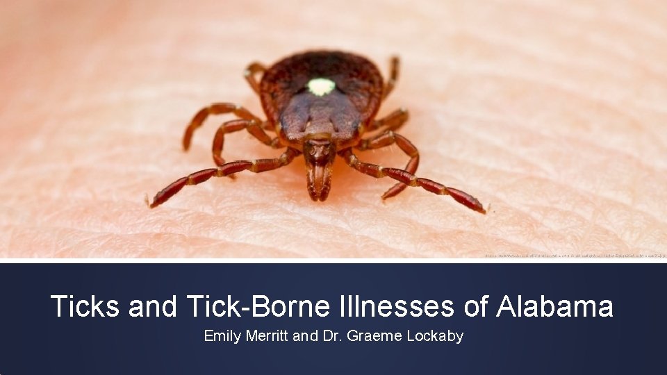 Source: http: //www. alexanderwild. com/Insects/Insect-Orders/Amazing-Arachnids/i-sfr. ZK 2 q/2/XL/Amblyomma 2 -XL. jpg Ticks and Tick-Borne