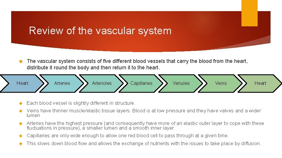 Review of the vascular system The vascular system consists of five different blood vessels