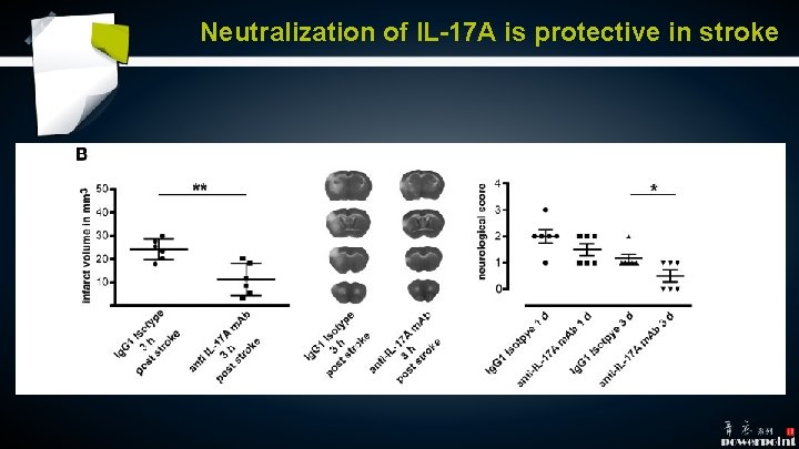 Neutralization of IL-17 A is protective in stroke Neutralization of IL-17 A is protective in stroke