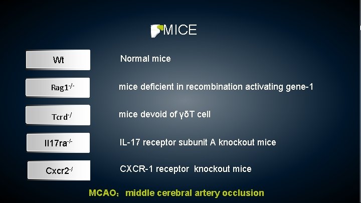 MICE Wt Normal mice Rag 1 -/- mice deficient in recombination activating gene-1 Tcrd-/ MICE Wt Normal mice Rag 1 -/- mice deficient in recombination activating gene-1 Tcrd-/
