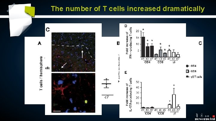 The number of T cells increased dramatically The number of T cells increased dramatically
