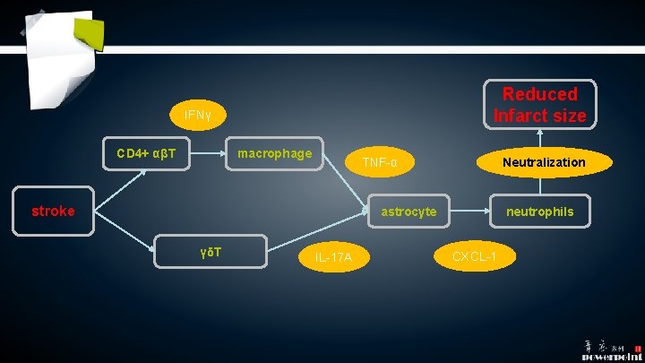 Reduced Infarct size IFNγ CD 4+ αβT macrophage TNF-α stroke Neutralization astrocyte γδT IL-17 Reduced Infarct size IFNγ CD 4+ αβT macrophage TNF-α stroke Neutralization astrocyte γδT IL-17