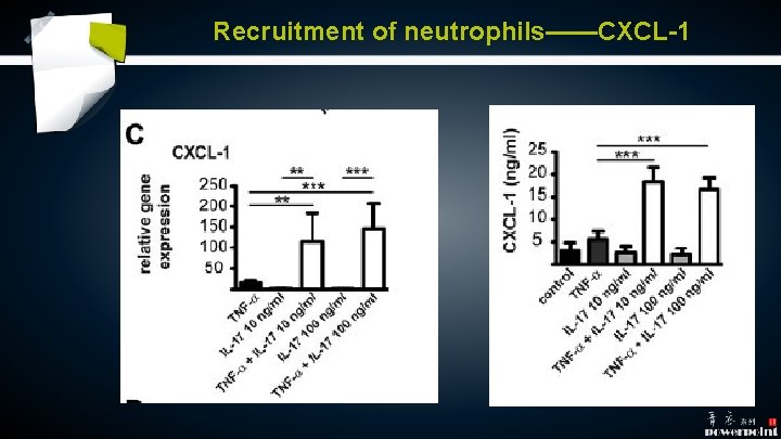 Recruitment of neutrophils——CXCL-1 Recruitment of neutrophils——CXCL-1