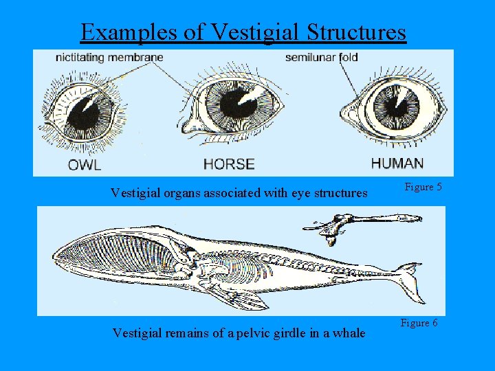 Examples of Vestigial Structures Vestigial organs associated with eye structures Vestigial remains of a