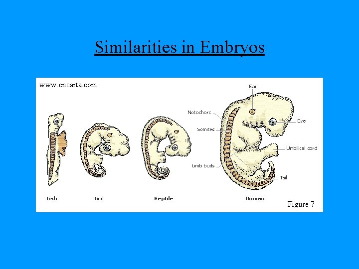 Similarities in Embryos www. encarta. com Figure 7 