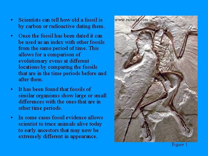  • Scientists can tell how old a fossil is by carbon or radioactive