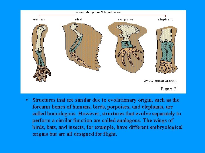 www. encarta. com Figure 3 • Structures that are similar due to evolutionary origin,