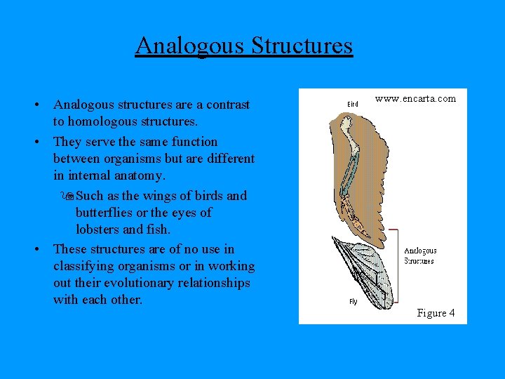 Analogous Structures • Analogous structures are a contrast to homologous structures. • They serve