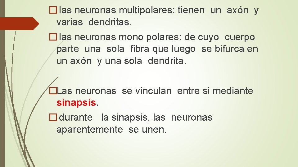 � las neuronas multipolares: tienen un axón y varias dendritas. � las neuronas mono