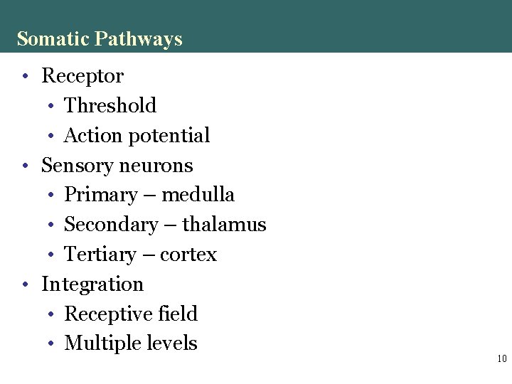Somatic Pathways • Receptor • Threshold • Action potential • Sensory neurons • Primary Somatic Pathways • Receptor • Threshold • Action potential • Sensory neurons • Primary