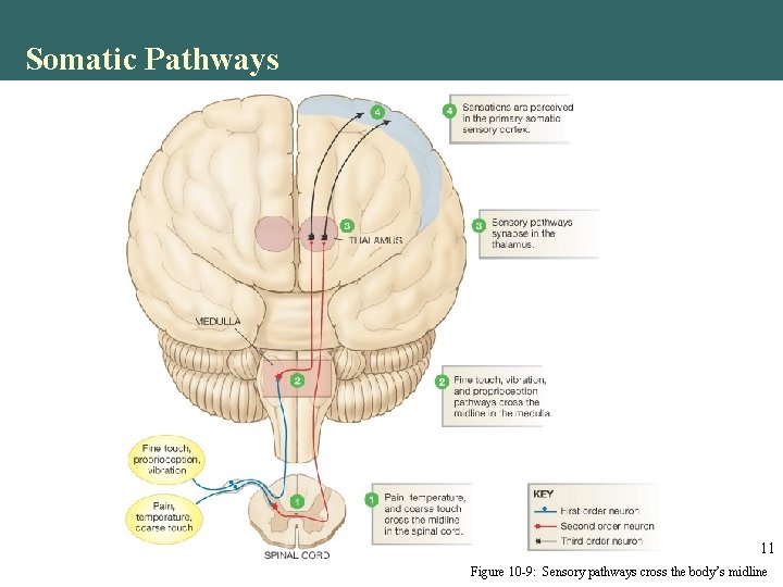 Somatic Pathways 11 Figure 10 -9: Sensory pathways cross the body’s midline Somatic Pathways 11 Figure 10 -9: Sensory pathways cross the body’s midline