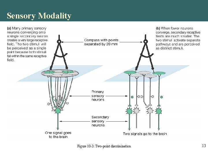 Sensory Modality Figure 10 -3: Two-point discrimination 13 Sensory Modality Figure 10 -3: Two-point discrimination 13