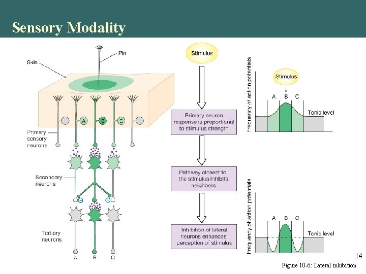 Sensory Modality 14 Figure 10 -6: Lateral inhibition Sensory Modality 14 Figure 10 -6: Lateral inhibition