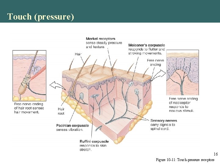 Touch (pressure) 16 Figure 10 -11: Touch-pressure receptors Touch (pressure) 16 Figure 10 -11: Touch-pressure receptors