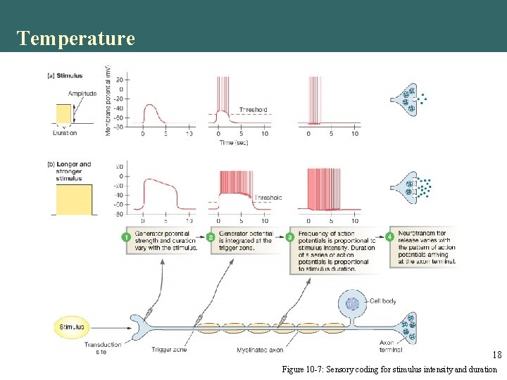 Temperature 18 Figure 10 -7: Sensory coding for stimulus intensity and duration Temperature 18 Figure 10 -7: Sensory coding for stimulus intensity and duration