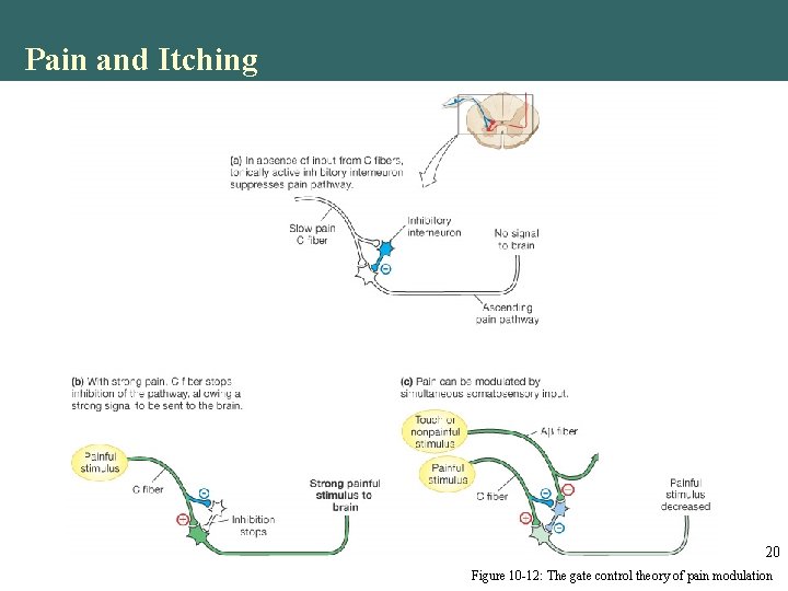 Pain and Itching 20 Figure 10 -12: The gate control theory of pain modulation Pain and Itching 20 Figure 10 -12: The gate control theory of pain modulation