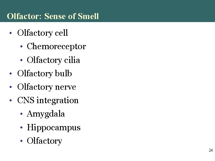 Olfactor: Sense of Smell • Olfactory cell • Chemoreceptor • Olfactory cilia • Olfactory Olfactor: Sense of Smell • Olfactory cell • Chemoreceptor • Olfactory cilia • Olfactory
