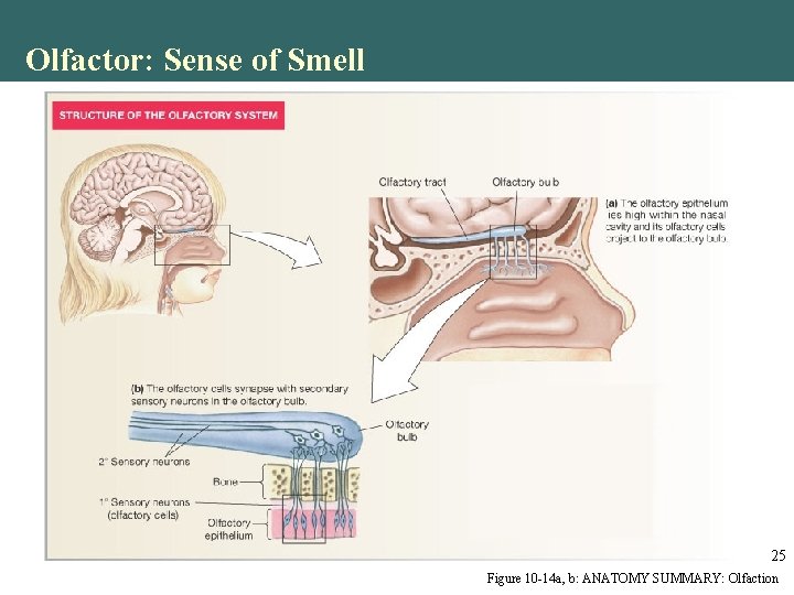 Olfactor: Sense of Smell 25 Figure 10 -14 a, b: ANATOMY SUMMARY: Olfaction Olfactor: Sense of Smell 25 Figure 10 -14 a, b: ANATOMY SUMMARY: Olfaction