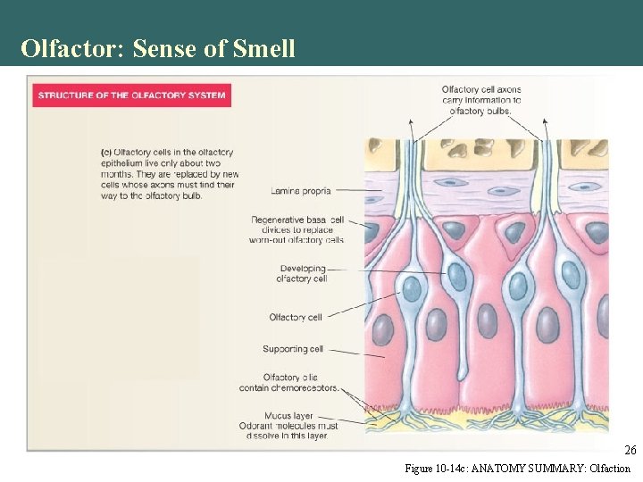 Olfactor: Sense of Smell 26 Figure 10 -14 c: ANATOMY SUMMARY: Olfaction Olfactor: Sense of Smell 26 Figure 10 -14 c: ANATOMY SUMMARY: Olfaction