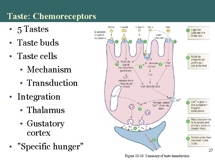 Taste: Chemoreceptors • 5 Tastes • Taste buds • Taste cells • Mechanism • Taste: Chemoreceptors • 5 Tastes • Taste buds • Taste cells • Mechanism •