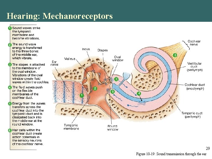 Hearing: Mechanoreceptors 29 Figure 10 -19: Sound transmission through the ear Hearing: Mechanoreceptors 29 Figure 10 -19: Sound transmission through the ear